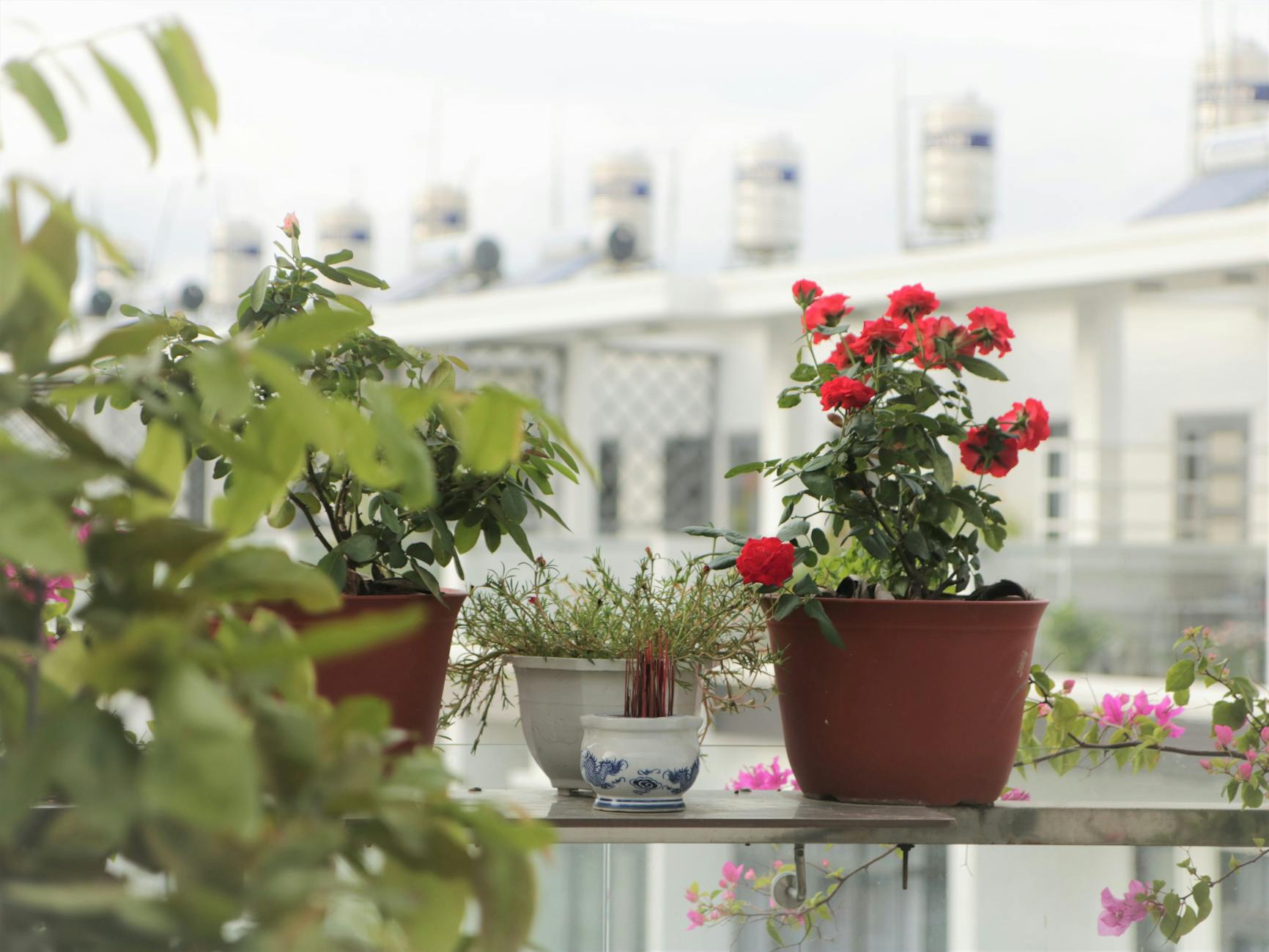 Czerwone kwiaty w doniczkach na małym miejskim balkonie
